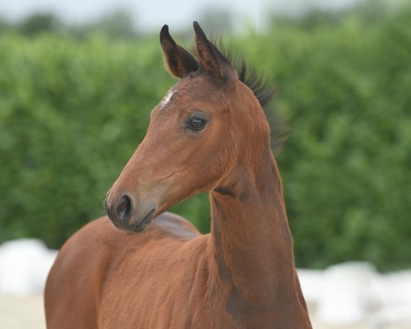 dressage horse Stute von Fürst Samarant (Westphalian, 2020, from Fürst Samarant)