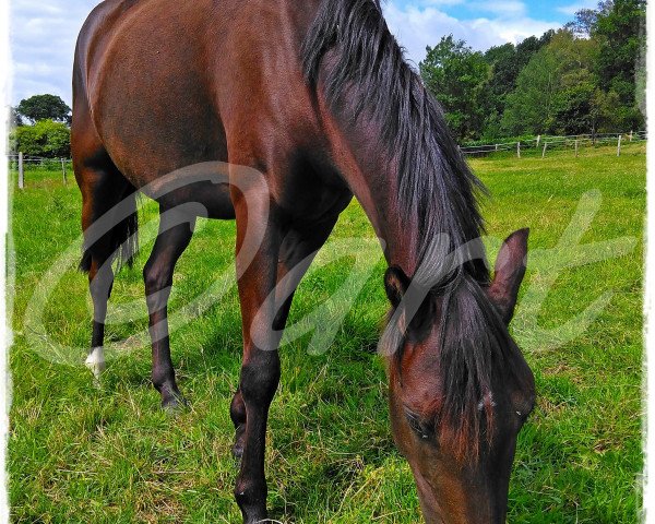 Zuchtstute Raphina ART (Deutsches Reitpony, 2016, von Vogelenzang's Rumba)