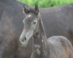 Springpferd Stute von Aviador (Westfale, 2020, von Aviador)