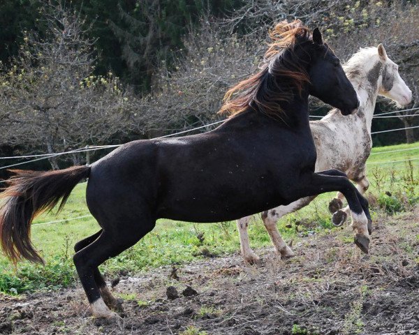 horse Naël F vom Wasserfall (Swiss Warmblood, 2009, from Neon)