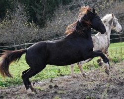 Pferd Naël F vom Wasserfall (Schweizer Warmblut, 2009, von Neon)