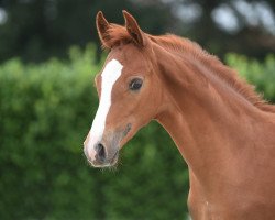 dressage horse Glücksklee 6 (German Riding Pony, 2020, from Gluckspilz Wf)