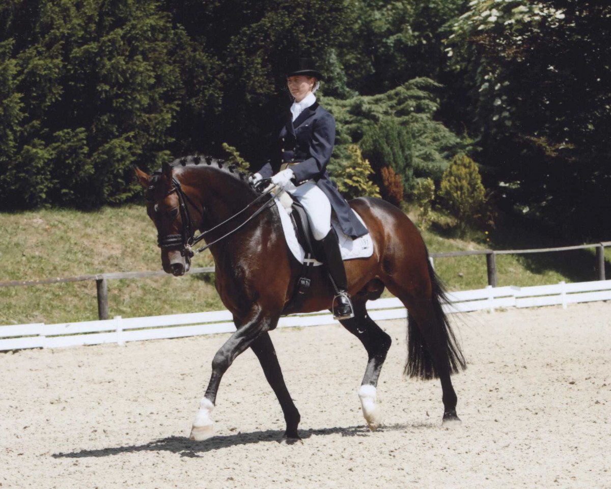 dressage horse Mr. Magic (KWPN (Royal Dutch Sporthorse), 1994, from Zeoliet)