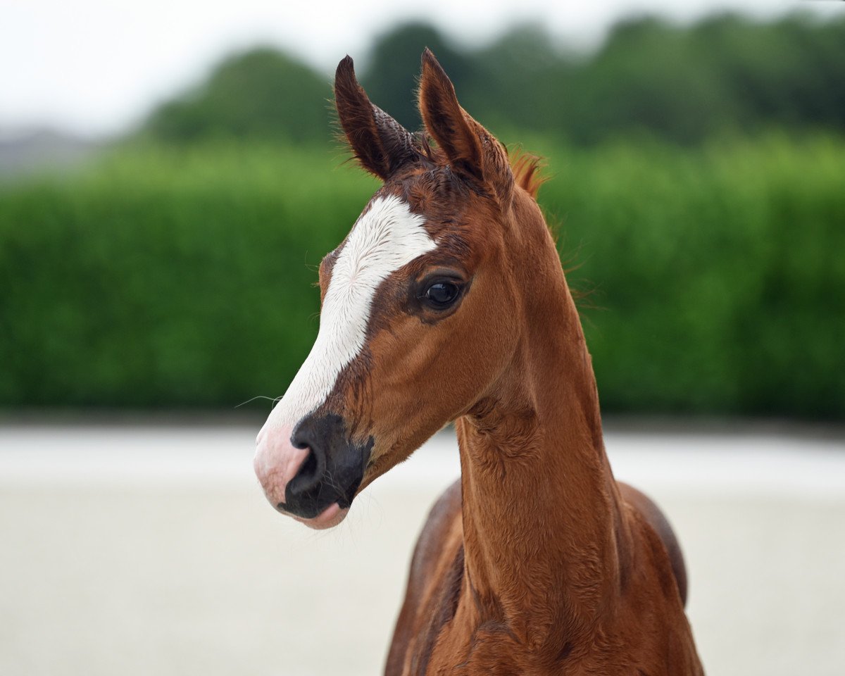 dressage horse Stute von Diamond Deluxe 3 (Westphalian, 2020, from Diamond Deluxe)