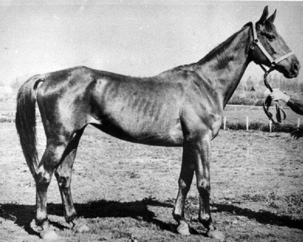 Zuchtstute Diafragma (Russisch Trakehner, 1964, von Gluchar)