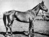 broodmare Diafragma (Russian Trakehner, 1964, from Gluchar)