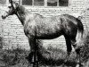 broodmare Dalila (Russian Trakehner, 1979, from Lak 1960 ox)