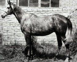 broodmare Dalila (Russian Trakehner, 1979, from Lak 1960 ox)