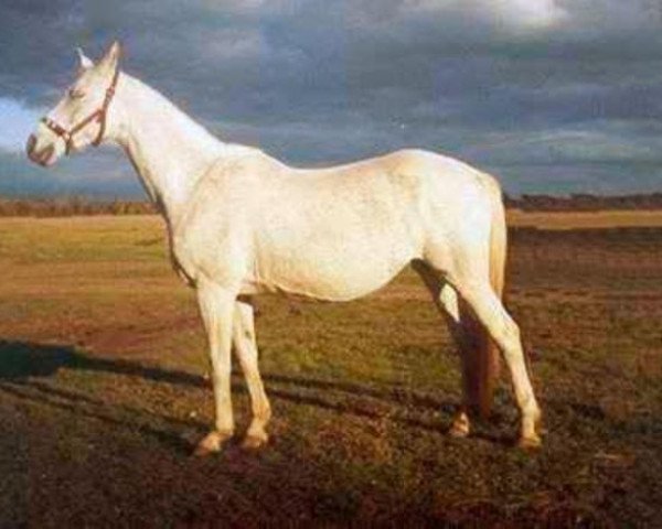 Zuchtstute Drofa (Russisch Trakehner, 1985, von Oreol)