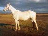 broodmare Drofa (Russian Trakehner, 1985, from Oreol)