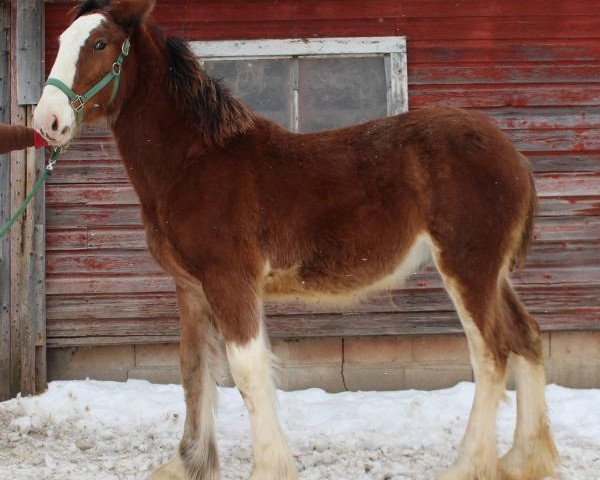 Pferd ADKS Ike (Clydesdale, 2017, von ADKS Luthur)