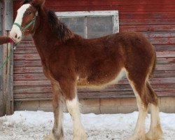 Pferd ADKS Ike (Clydesdale, 2017, von ADKS Luthur)