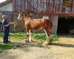 horse ADKS Halo (Clydesdale, 2018, from ADKS Luthur)