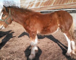 Zuchtstute Hardin's Heidi (Clydesdale, 2013, von Maple Stone Royal Benedictine)