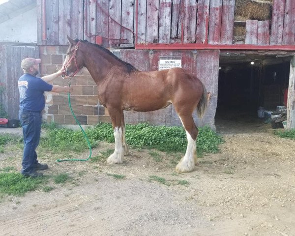 Pferd ADKS Haley (Clydesdale, 2018, von ADKS Luthur)