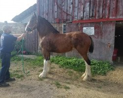 horse ADKS Adele (Clydesdale, 2016, from ADKS Luthur)