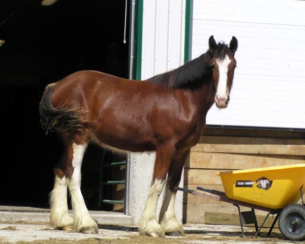 Zuchtstute Stone Croft Ian's Final Gift (Clydesdale, 2007, von Ayton Final Achievement)