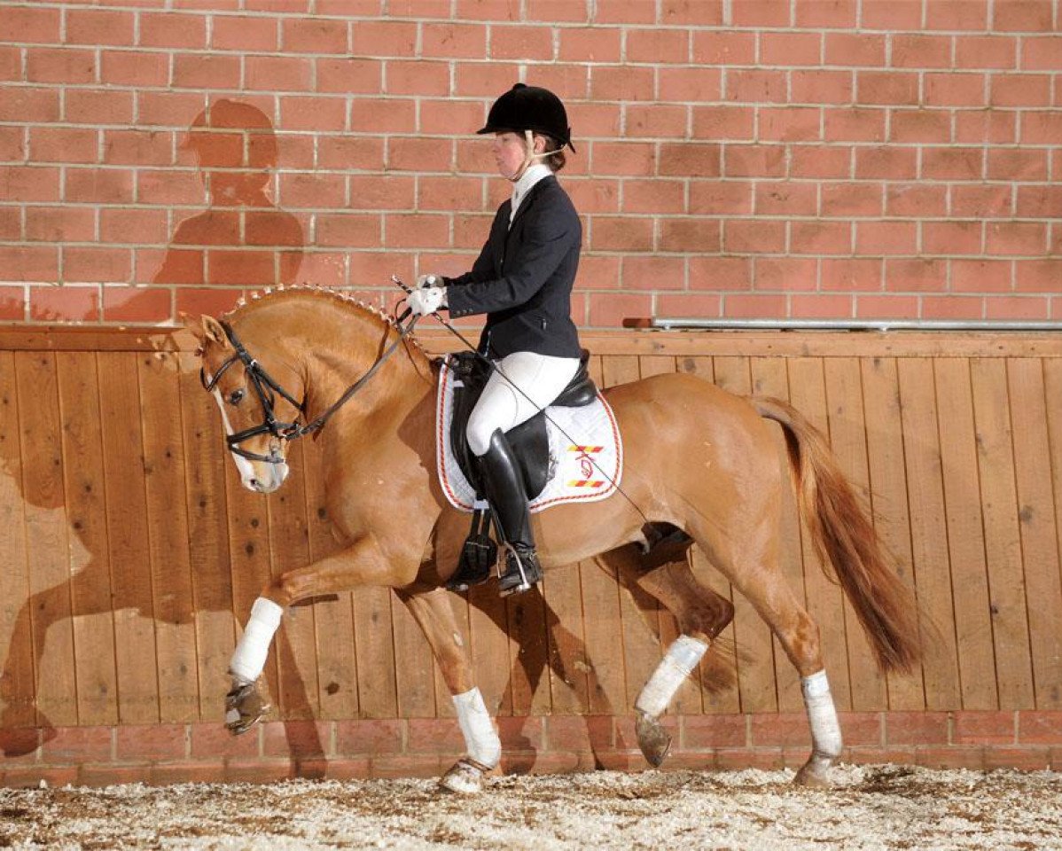 Deckhengst Kastanienhof Cockney Cracker (Deutsches Reitpony, 2010, von FS Cracker Jack)
