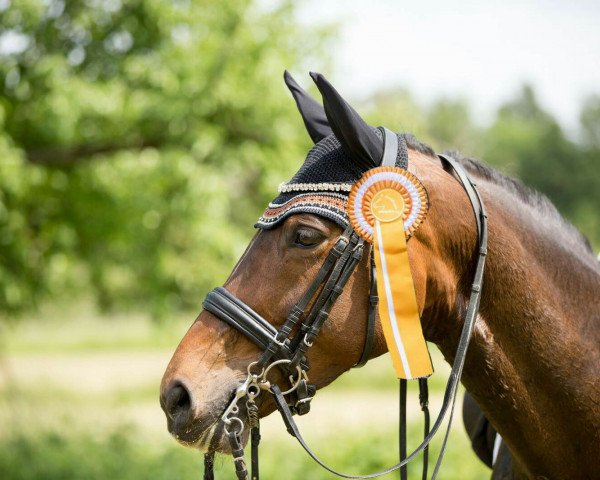 dressage horse Stella Cadente 5 (Westphalian, 2006, from Stedinger)