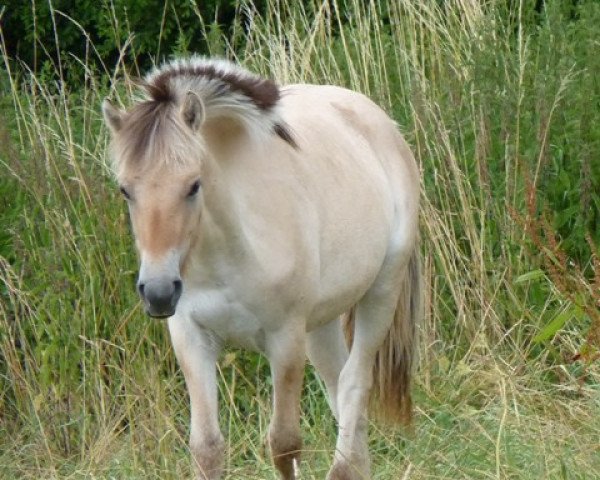 horse Hevea Santana (Fjord Horse, 2013, from Koljar)