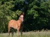 dressage horse Niccione (German Riding Pony, 2020, from Neverland WE)