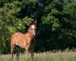 dressage horse Niccione (German Riding Pony, 2020, from Neverland WE)