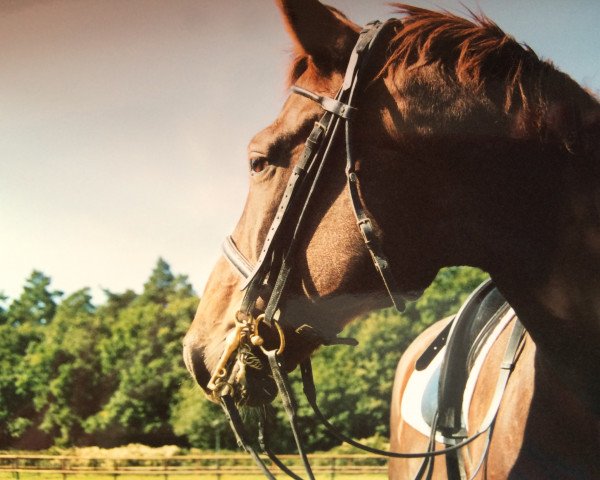 horse Bergamo 7 (Hanoverian, 1992, from Brentano II)