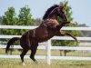 stallion Written Tycoon xx (Thoroughbred, 2002, from Iglesia xx)