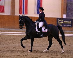 dressage horse My dark Dream (Hanoverian, 2008, from Fidertanz)