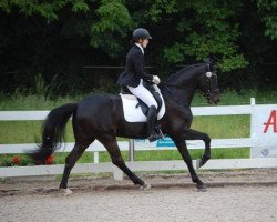 dressage horse Darklay (Westphalian, 2009, from Diamond Hit)