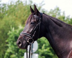 broodmare Romee (Hessian Warmblood, 2001, from Regazzoni)