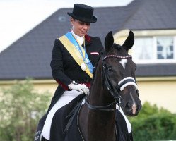 dressage horse My Stardancer (Westphalian, 2007, from Christiano)