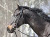 dressage horse Leandro 181 (Czech Warmblood, 2006, from Ladinos)