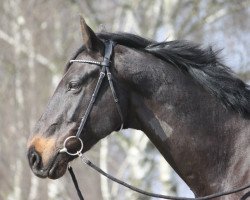 Dressurpferd Leandro 181 (Tschechisches Warmblut, 2006, von Ladinos)