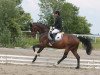 dressage horse Sign of the Times CH (Hanoverian, 2011, from Decamerone 5)