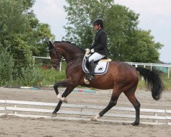 dressage horse Sign of the Times CH (Hanoverian, 2011, from Decamerone 5)