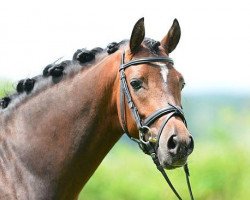 stallion Haddaway 2 (German Riding Pony, 2009, from Halifax)