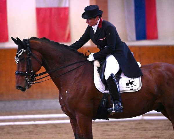 dressage horse My Johnson's Royal (Oldenburg, 2011, from Glock's Johnson Tn)