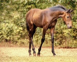 dressage horse Donatella (Austrian Warmblood, 2019, from Franziskus FRH)