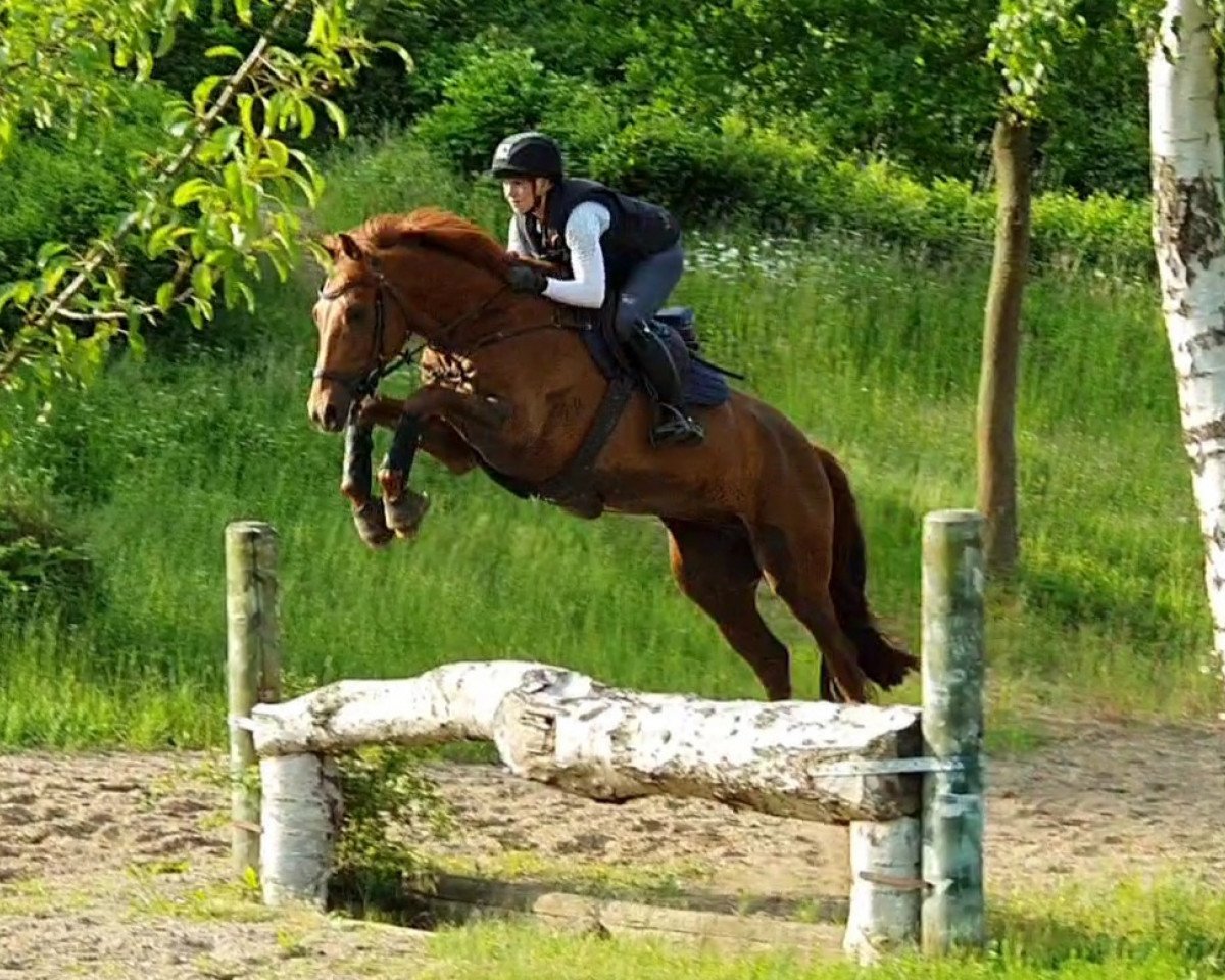 jumper Falcao USA (Holsteiner, 2015, from F One Usa)