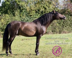 stallion Cascanoces Casanova (Pura Raza Espanola (PRE), 2010, from Hermoso Maynou)