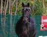 dressage horse Schiwago 150 (Westphalian, 2010, from Son of Cologne)