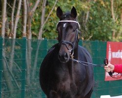 dressage horse Schiwago 150 (Westfale, 2010, from Son of Cologne)