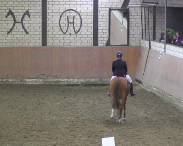 Reit - und Springturnier Hamm-Rhynern 2015