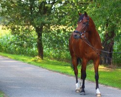 dressage horse Doublé (German Riding Pony, 2012, from Diego P)