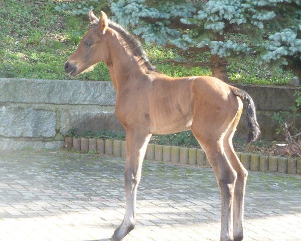 dressage horse SF v. Escolar (Oldenburg, 2019, from Escolar)