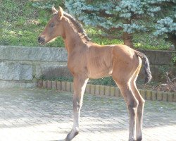 dressage horse SF v. Escolar (Oldenburg, 2019, from Escolar)