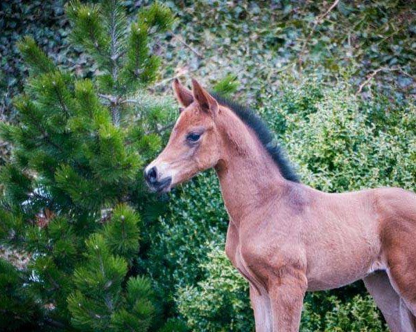 broodmare Stute v. Sir Donnerhall (Oldenburg, 2017, from Sir Donnerhall I)