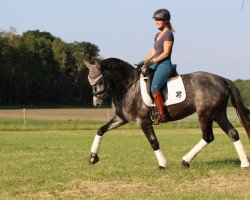 broodmare Diamanten Diva Hg (German Riding Pony, 2016, from Diamond Touch NRW)