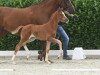 Dressurpferd Violetta Gold B (Westfale, 2020, von Viva Gold OLD)